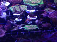 all corals.jpg