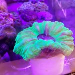 green scoly.jpg