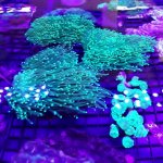 green torches.jpg