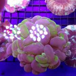 multicolor bubble.jpg