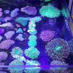 plates and acans.jpg