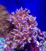 bird nest coral $40 .jpg