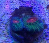 ImageUploadedByReefs2014-08-17 15:58:56 EDT.jpg