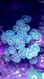 ImageUploadedByReefs2015-03-29 18:56:38 EDT.jpg