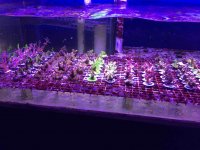 ImageUploadedByReefs2014-11-10 23:03:22 EST.jpg