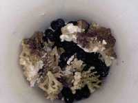 ImageUploadedByReefs2015-03-30 21:26:56 EDT.jpg