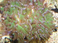 100_1275.JPG