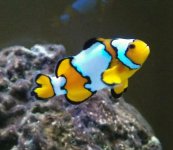 clown fish.jpg