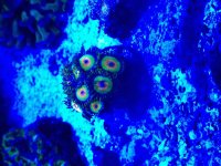 ImageUploadedByReefs2015-02-13 13:09:05 EST.jpg