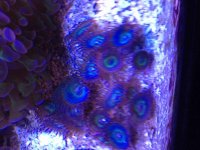 ImageUploadedByReefs2015-02-13 13:09:49 EST.jpg