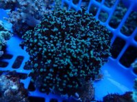 588. Euphyllia divisa - 03.00 Inch - USD. 18.00.jpg
