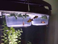 ImageUploadedByReefs2014-12-31 22:04:39 EST.jpg