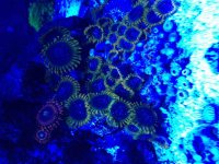ImageUploadedByReefs2015-02-13 13:10:58 EST.jpg