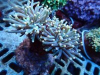 604. Euphyllia glabrescens - 03.00 Inch - USD. 12.00.jpg