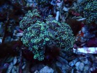 648. Euphyllia yaeyamaensis - 03.00 Inch - USD. 12.00 (1).jpg
