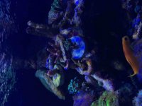 ImageUploadedByReefs2015-02-13 14:09:29 EST.jpg