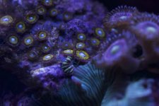 ImageUploadedByReefs2015-02-13 14:10:06 EST.jpg