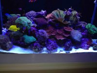 ImageUploadedByReefs2014-11-12 09:37:37 EST.jpg