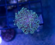 Frogspawn.jpg