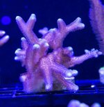 Purple Stylophora.jpg