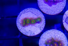 Fruit loop Zoa.jpg