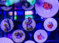 Zoas.jpg