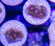 Zoa 2.jpg