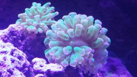 frogspawn.jpg