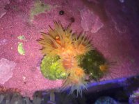 ImageUploadedByReefs2014-11-12 23:08:42 EST.jpg