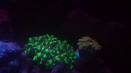 two frogspawn.jpg