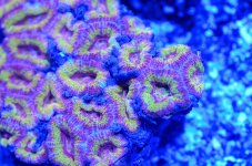 new acan.jpg