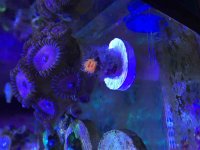 ImageUploadedByReefs2014-11-13 13:39:30 EST.jpg