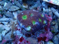 001. Acanthastrea - 02.00 Inch - AQT..jpg