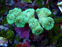 009. Caulastrea - 03.00 Inch - AQT.jpg