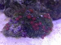 ImageUploadedByReefs2014-07-07 13:31:22 EDT.jpg