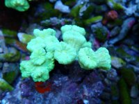 011. Caulastrea - 03.00 Inch - AQT.jpg