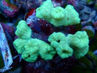 012. Caulastrea - 03.00 Inch -AQT.jpg