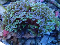 017. Euphyllia ancora - 03.00 Inch - AQQT.jpg