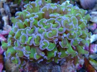 018. Euphyllia ancora - 03.00 Inch - AQT.jpg