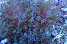019. Euphyllia cristata - 04.00 Inch -AQT.jpg