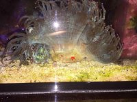 ImageUploadedByReefs2014-11-13 21:44:52 EST.jpg