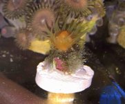 ImageUploadedByReefs2014-11-13 21:57:43 EST.jpg