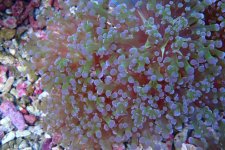 024. Euphyllia cristata - 04.00 Inch - AQT.jpg