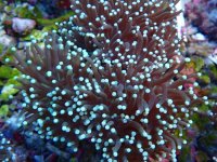 028. Euphyllia glaberscens - 04.00 Inch - AQT.jpg