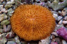 044. Fungia - 03.00 Inch -AQT.jpg