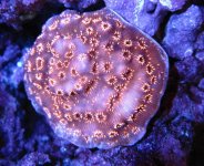 04 Reefgen orange Pavona.jpg