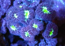 06 Yellow eye Micromussa.jpg