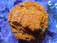 08 Rare Gold Cyphastrea.jpg