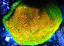 09 Original Mummy Eye colony.JPG