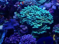 Porcillopora damicornis.jpg